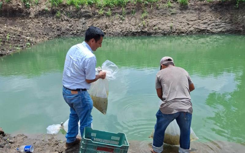 Fortalecen seguridad alimentaria con entrega de alevines