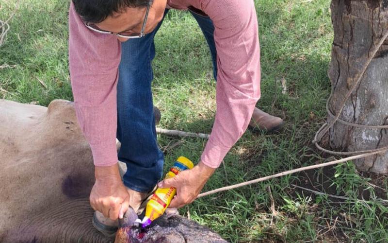 Gracias a la nueva aplicación DSA GT se atiende caso de gusanera en Retalhuleu 