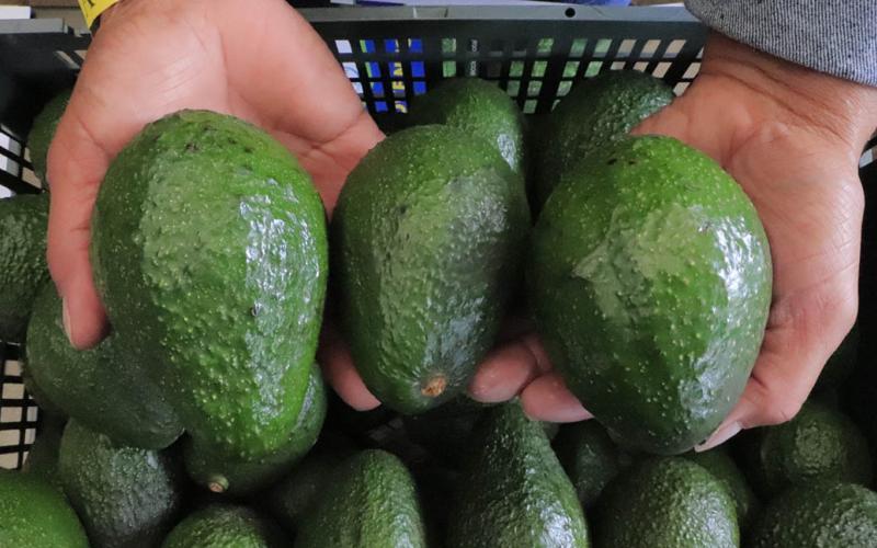 Guatemala avanza para exportar aguacate Hass hacia Argentina