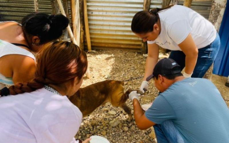 Atienden caso de gusano barrenador en aldea petenera