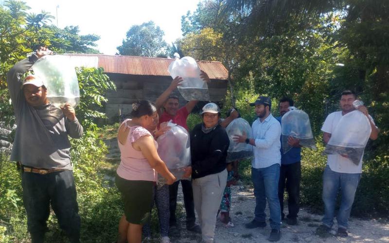 Impulsan la acuicultura en Petén al entregar más de 73 mil alevines de tilapia