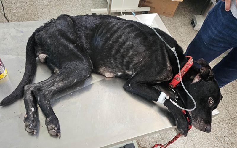 Mascotas entre los animales más vulnerables al GBG 