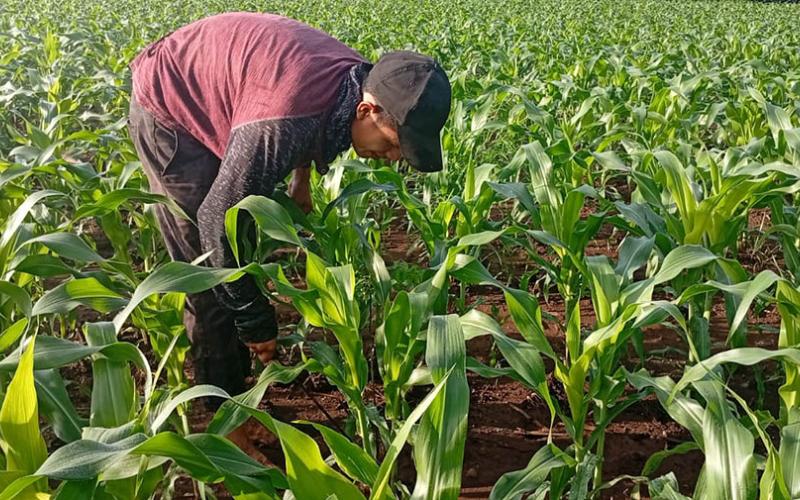Monitorean plantaciones demostrativas de maíz en Retalhuleu