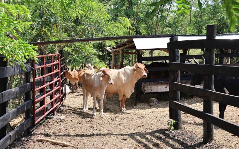 Nuevas fincas peteneras adoptan modelo de ganadería sin deforestación