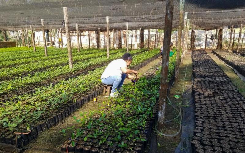Petén avanza con la producción de más de 100 mil plantas forestales