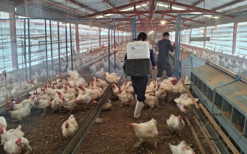 Protegidas más de 15 millones de aves contra la influenza aviar