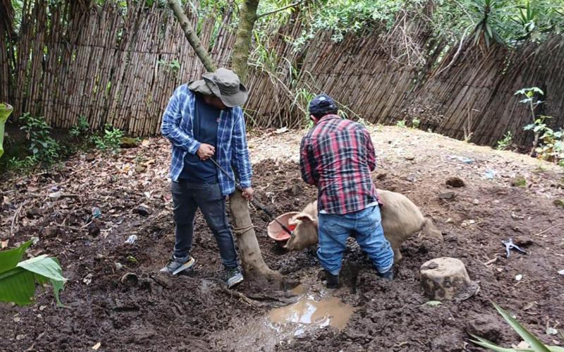 Realizan inspección sanitaria de cerdos en San Juan Sacatepéquez