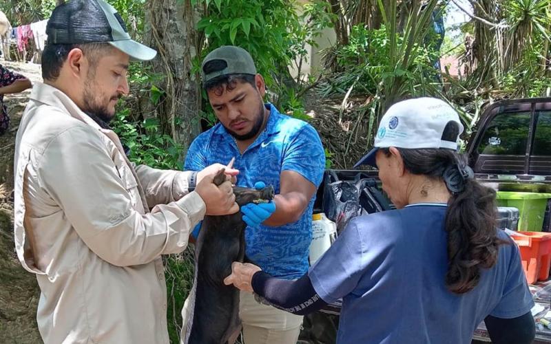 Realizan jornada de sanidad animal en Zacapa