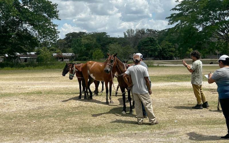 Realizan jornada sanitaria para equinos en San Andrés, Petén