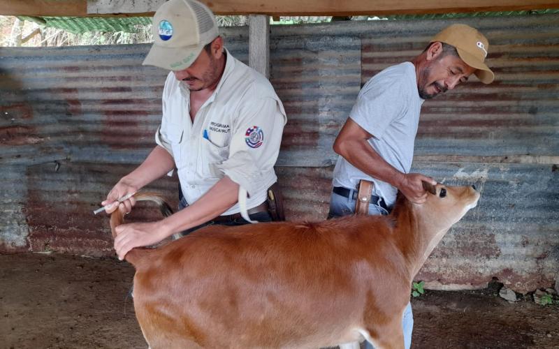 Realizan más de 16 mil muestras de diagnóstico en apoyo al sector lechero