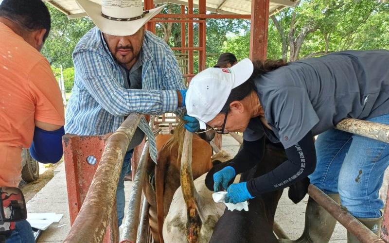 Realizan muestreo para detección de brucelosis en bovinos de Zacapa