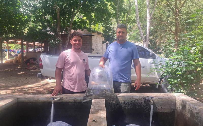 Reciben alevines de tilapia para mejorar la nutrición y la economía en Petén