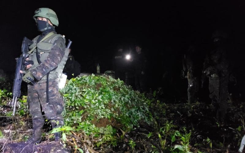 Ejército de Guatemala erradicó 100 mil matas de hoja de coca en Petén.