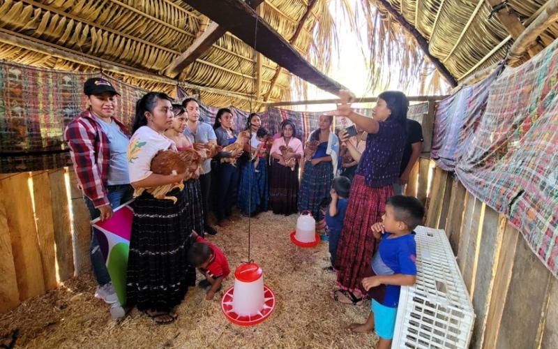 Proyectos avícolas fortalecen economía familiar de mujeres en Poptún