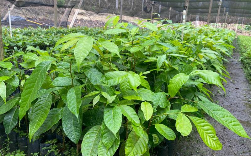 Producidas más de 109 mil plantas forestales en viveros de Petén