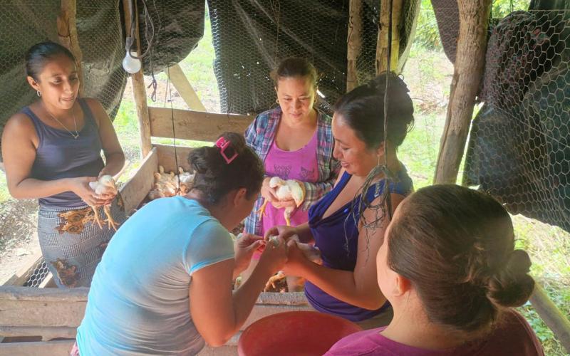 Aplican vacuna triple aviar en mini granjas de Melchor de Mencos