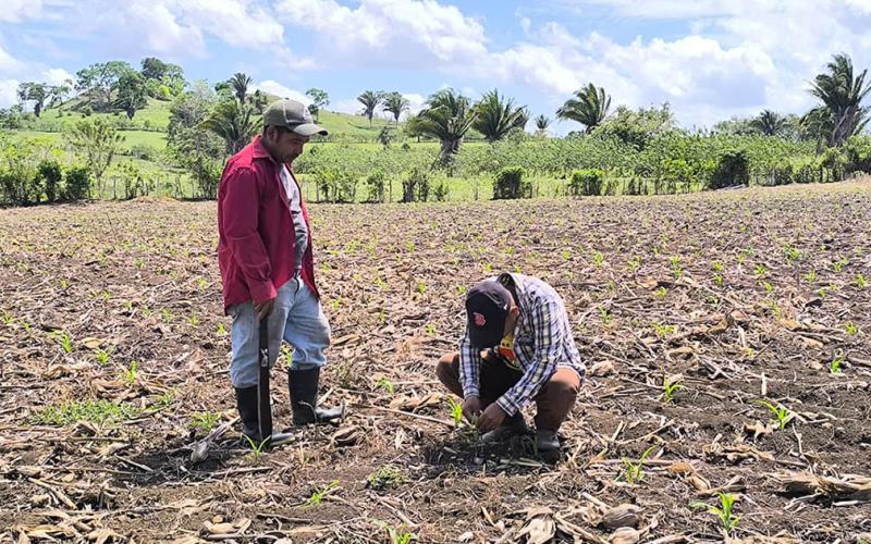 Asistencia técnica impulsa el rendimiento de parcelas de maíz en Melchor de Mencos