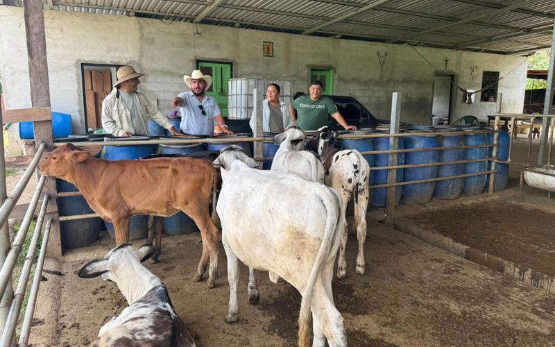 Avanza proceso por una ganadería sostenible en Petén