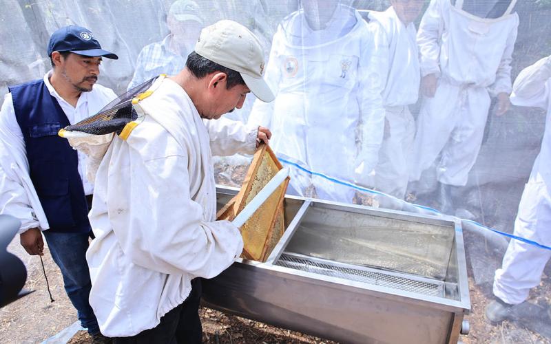 Cosechar miel: un oficio rentable y clave para el desarrollo rural