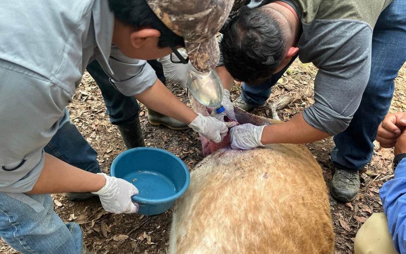 Destacan acciones claves para combatir el Gusano Barrenador