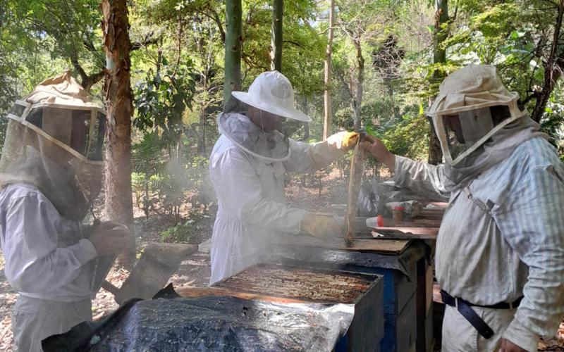 Emitidos 352 registros apícolas a nivel nacional
