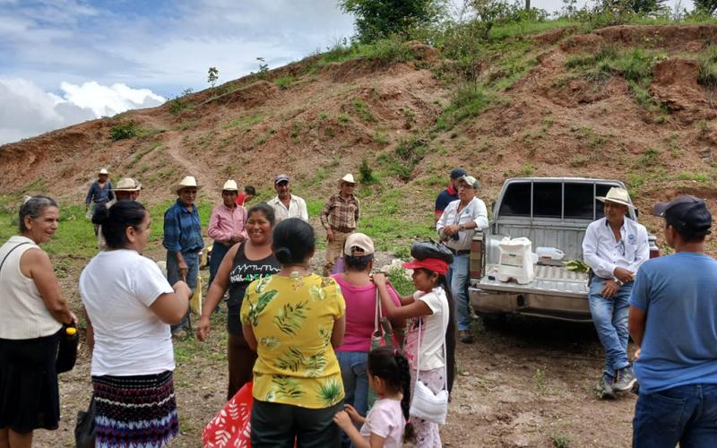 En Zacapa cuidan la calidad y buen desarrollo del cultivo de maíz