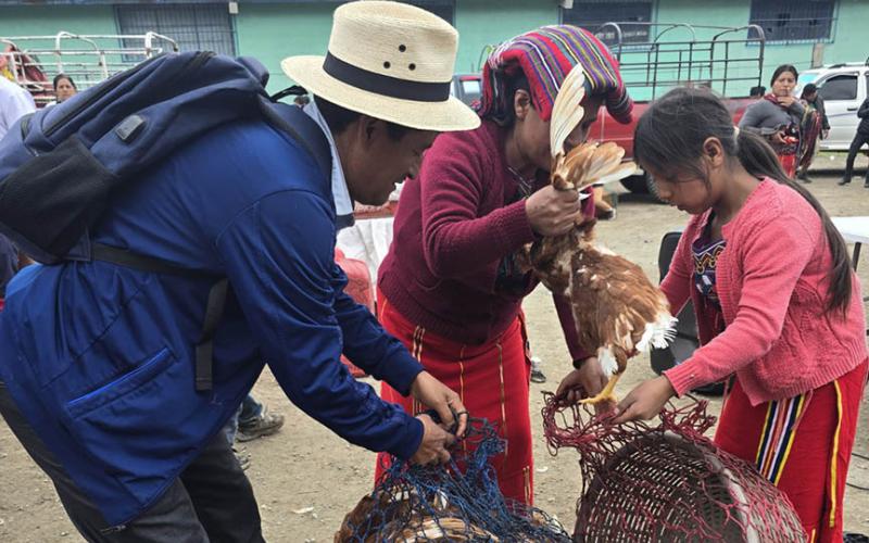 Entregan gallinas ponedoras e insumos de crianza a beneficiarios de los CADER de Quiché