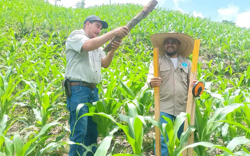 Evalúan rendimiento de cultivo de maíz mejorado