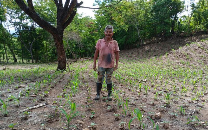 Evaluaran variante de frijol en parcela experimental