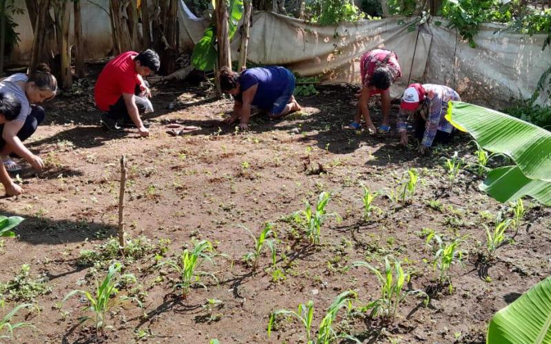 Fortalecen huerto comunal en Pajapita 