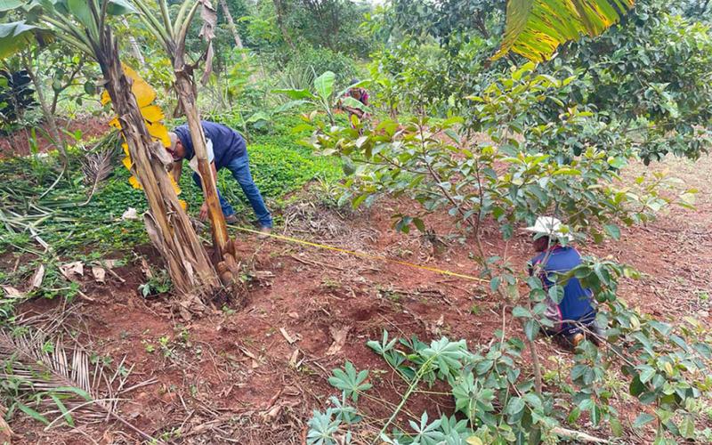 Fortalecen producción agrícola con sistema de riego por goteo 