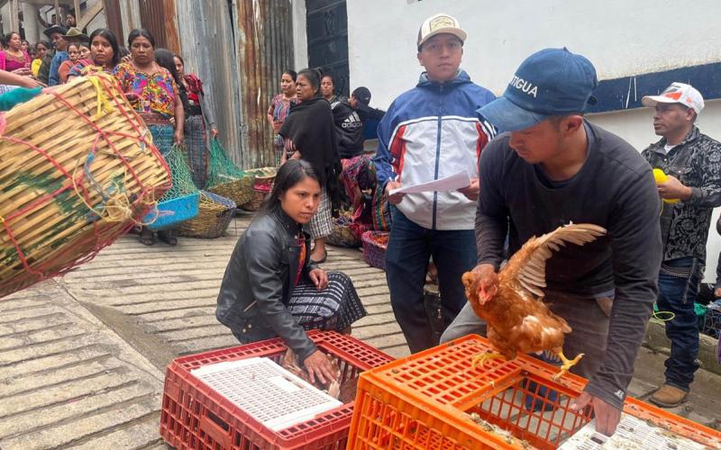 Fortalecen producción avícola de Quiché con entrega de gallinas ponedoras 