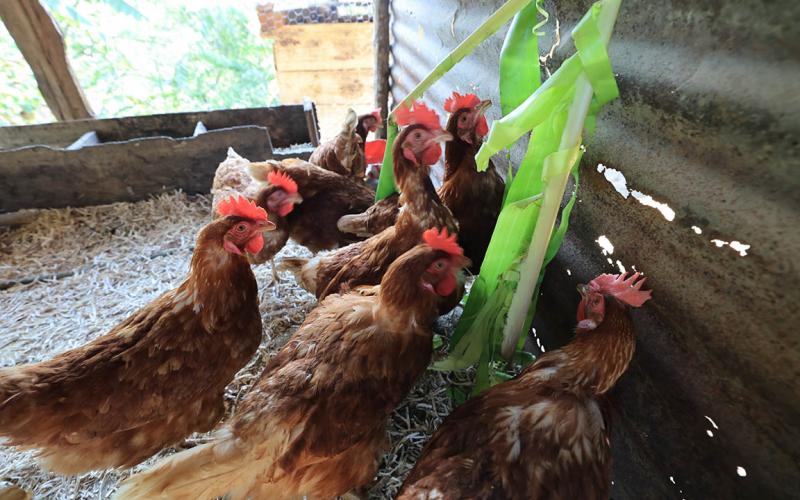 Gallinas ponedoras un motor para el desarrollo rural