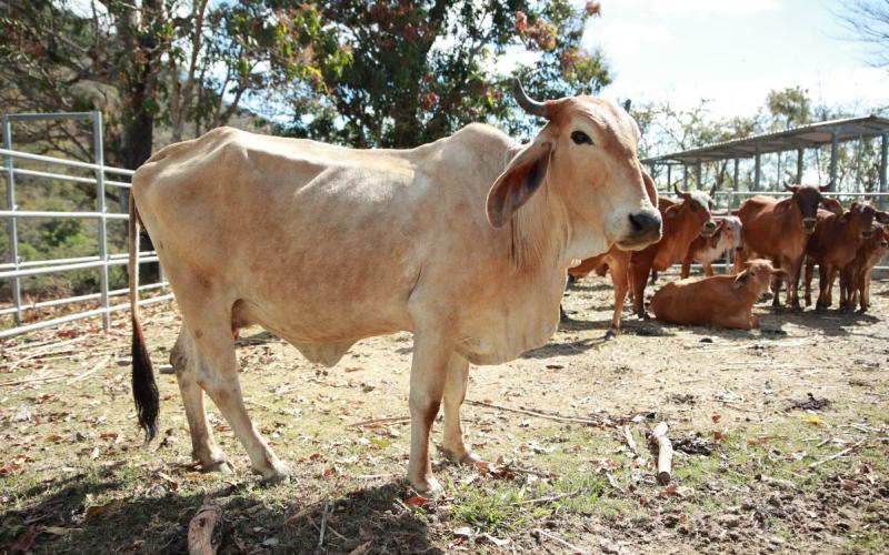 Guatemala lidera el impulso ganadero en la región