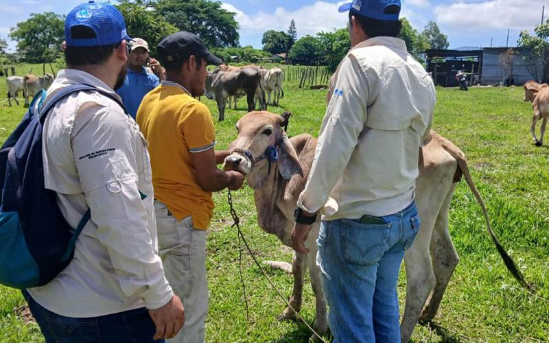 Guatemala intensifica control sanitario en prevención del Gusano Barrenador