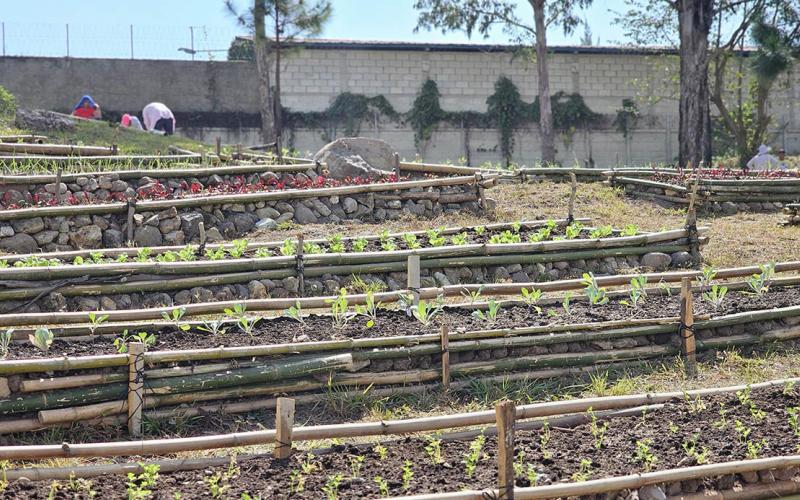 Implementados más de cinco mil huertos en el país 