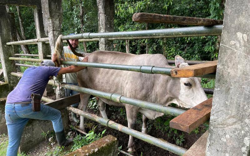 Inseminación artificial permite mejora genética bovina en El Chal