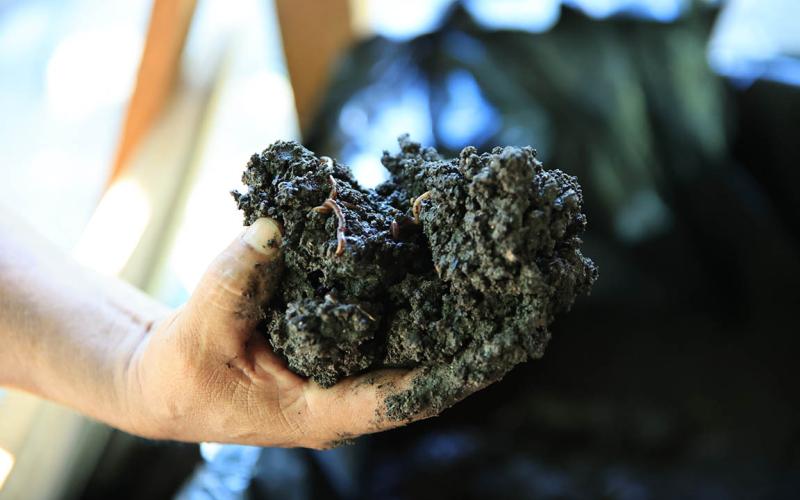 Opciones de abonos orgánicos para los tipos de suelos en Guatemala