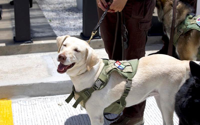 Porque ellos también lo merecen: nuevos espacios para binomios caninos