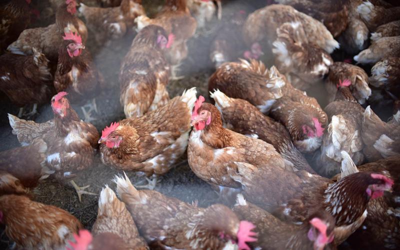 Realizadas más de 27 mil pruebas de laboratorio para la protección aviar