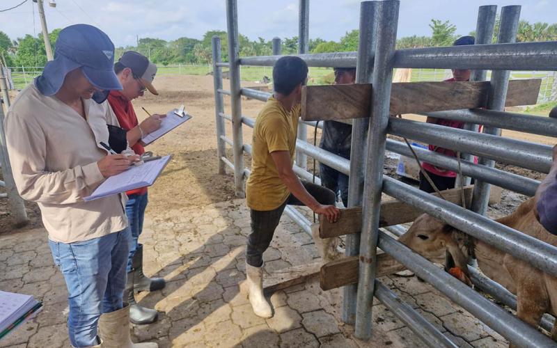 Realizan inspección y peritaje en ganado de raza