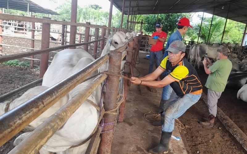 Realizan jornada de trazabilidad bovina en El Chal, Petén