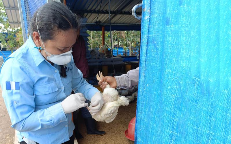 Realizan jornada de vacunación para proteger aves de traspatio en Escuintla