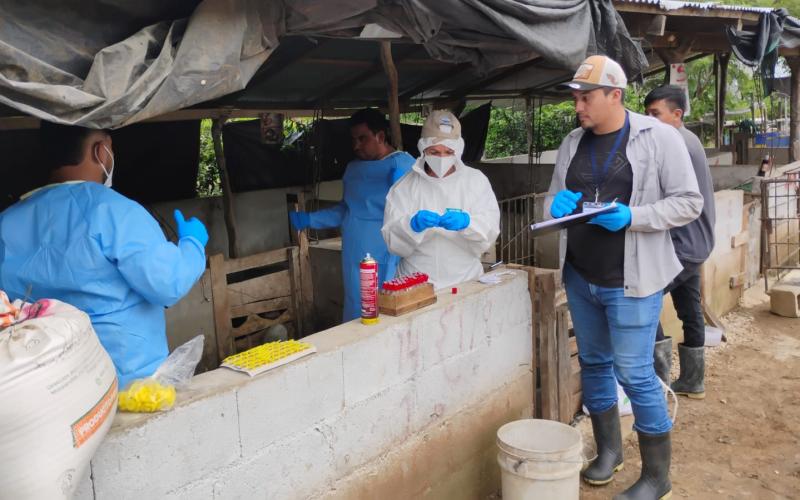 Realizan muestreo de porcinos en Zacapa