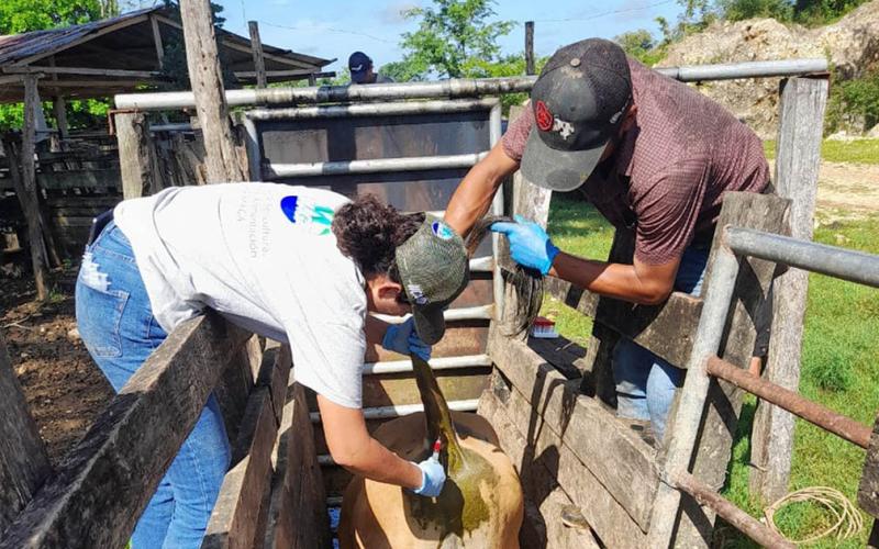 Realizan muestreo serológico en bovinos para exportación a México
