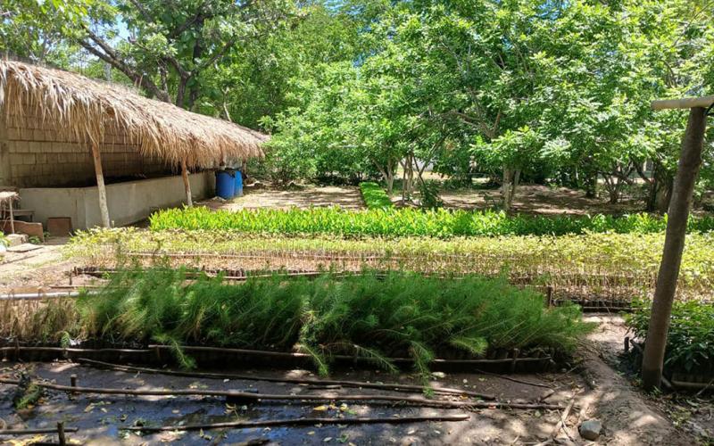 Reforestación impulsa gestión sostenible de los recursos naturales