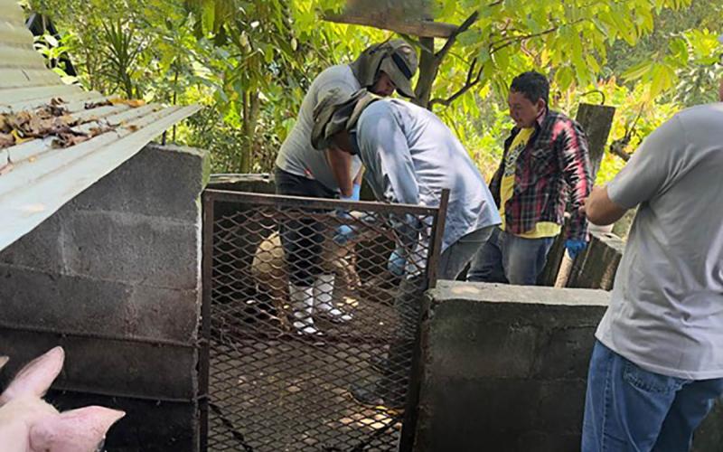 Refuerzan control de enfermedades porcinas en unidades productivas familiares de Escuintla