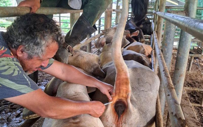 Se realiza monitoreo de sanidad animal en Poptún