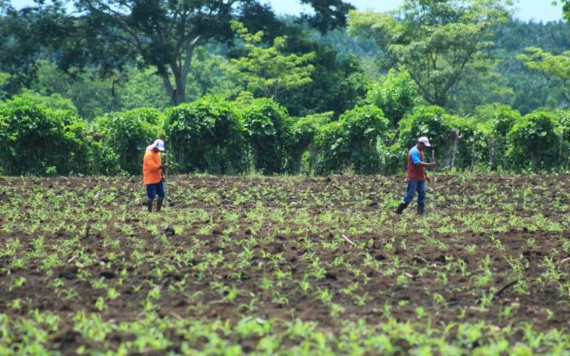 Semilla certificada, clave para el desarrollo agrícola de comunidades rurales