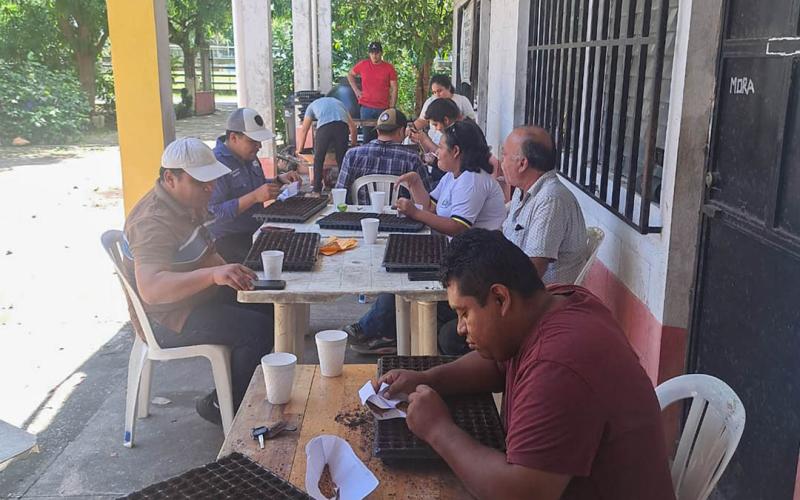Siembran semillas de chile en bandejas para apoyar a productores de Santa Ana